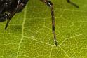 Textrix_denticulata_D8209_Z_88_Bij afgraving_Nederland